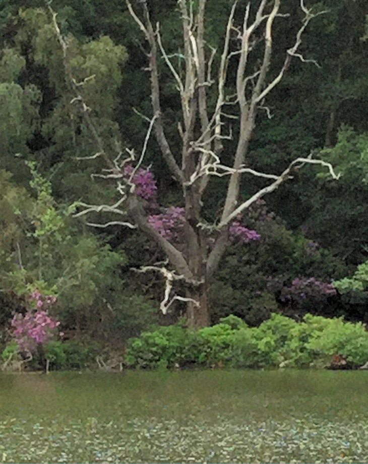 Ghost Tree photograph